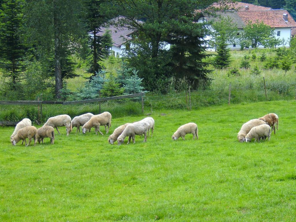 Pension Reindlhoeh Lohberg Exteriér fotografie